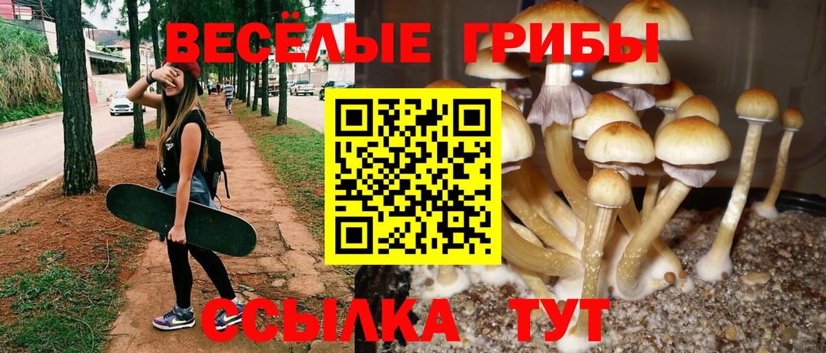 Галлюциногенные грибы Psilocybine cubensis Железноводск